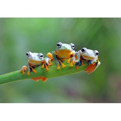 Puzzle Bluebird-Puzzle-F-90128 Friendly Frogs