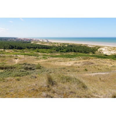 Puzzle Bluebird-Puzzle-F-90454 Dunes d'Hardelot, Côte d'Opale, France