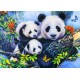 Panda Family