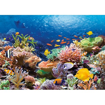 Castorland-101511 Jigsaw Puzzle - 1000 Pieces - Coral Reef