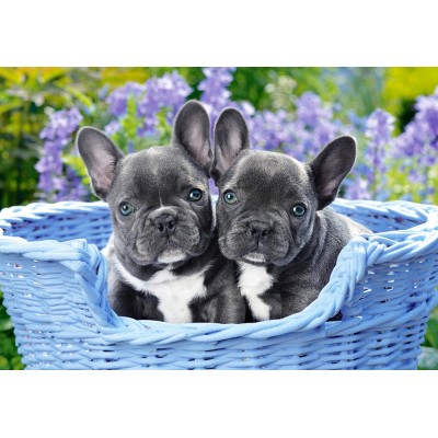 Puzzle Castorland-104246 French Bulldog Puppies