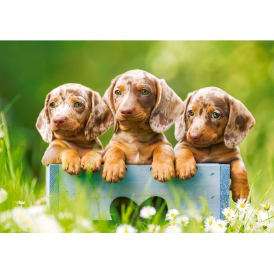 Puzzle Castorland-53605 Mignons Chiots