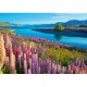 Lake Tekapo, New Zealand