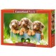 Mignons Chiots