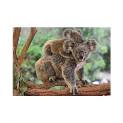 Puzzle Dino-47230 XXL Teile - Koalas