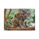 XXL Teile - Koalas