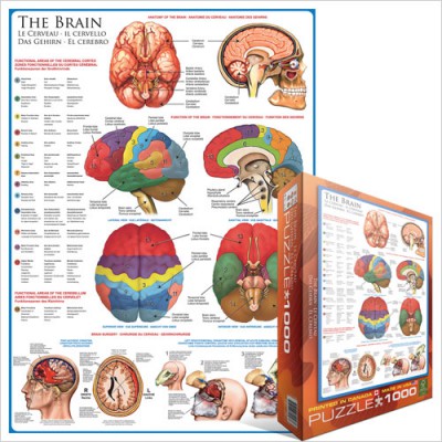Puzzle Eurographics-6000-0256 Das menschliche Gehirn