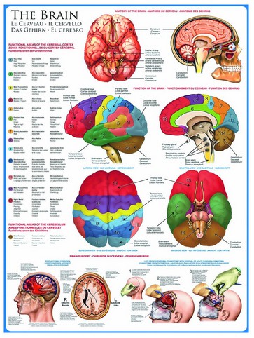 Eurographics-6000-0256 Jigsaw Puzzle - 1000 Pieces - The Brain