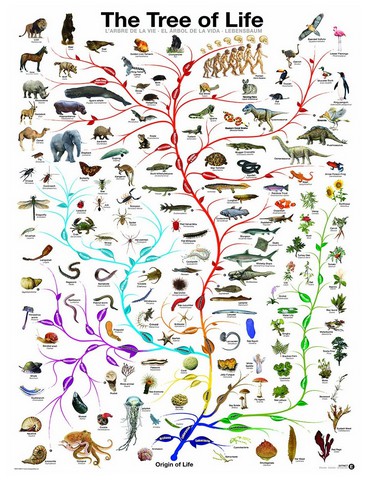 Puzzle Eurographics-6000-0282 L'évolution - l'arbre de vie