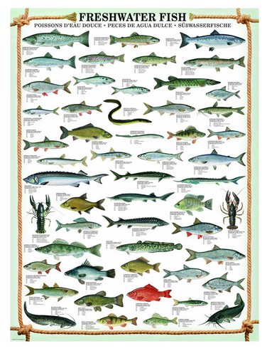 Puzzle Eurographics-6000-0312 Fishes