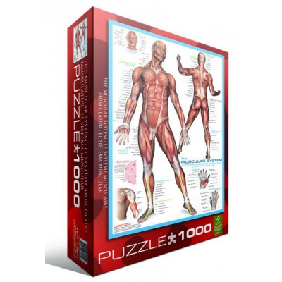 Puzzle Eurographics-6000-2015 Système musculaire