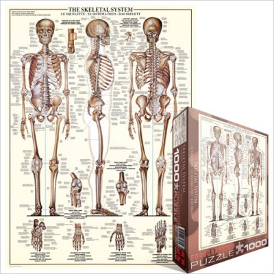 Puzzle Eurographics-6000-3970 The Skeletal System