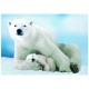 Ours Polaire et son ourson