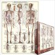 The Skeletal System