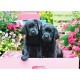 XXL Pieces - Black Labs in Pink Box