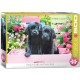 XXL Pieces - Black Labs in Pink Box