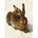 Albrecht Dürer - Der Hase, 1502