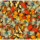 Butterflies Butterflies Butterflies!