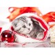 Chaton de Noël