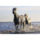Chevaux