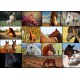 Collage - Chevaux
