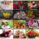 Collage - Flowers