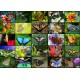 Collage - Schmetterlinge