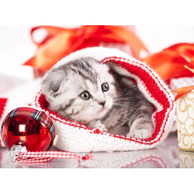 Puzzle Grafika-F-30273 Chaton de Noël
