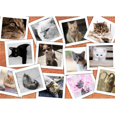 Puzzle Grafika-F-32637 Collage - Chats