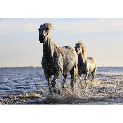 Puzzle Grafika-F-32806 Horses