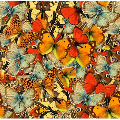 Puzzle Grafika-F-33458 Butterflies Butterflies Butterflies!