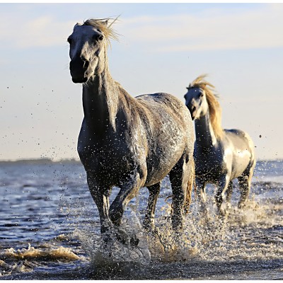 Puzzle Grafika-S-01692 Chevaux