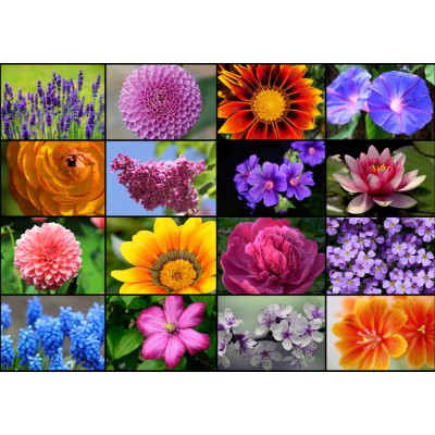 Puzzle Grafika-T-00056 Collage - Fleurs de Printemps Vives