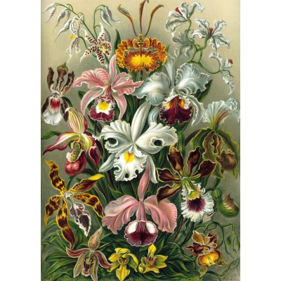 Puzzle Grafika-T-00058 Ernst Haeckel: Kunstformen der Natur - Orchidae (1904)