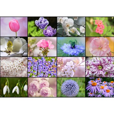 Puzzle Grafika-T-00085 Collage - Fleurs de Printemps