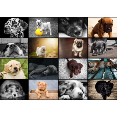 Puzzle Grafika-T-00101 Collage - Hunde