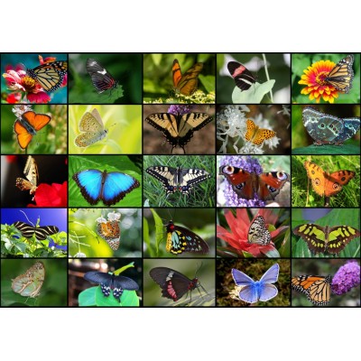 Puzzle Grafika-T-00622 Collage - Schmetterlinge