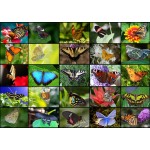 
						Puzzle  Grafika-T-00622 