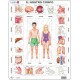 Frame Jigsaw Puzzle - Il Nostro Corpo (in Italian)