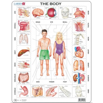 Larsen-OB1-GB Puzzle Cadre - The Body (en Anglais)