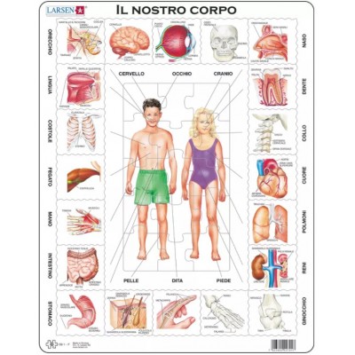 Larsen-OB1-IT Puzzle Cadre - Il Nostro Corpo (en italien)