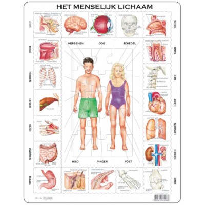 Larsen-OB1-NL Puzzle Cadre - Het Menselijk Lichaam (en Hollandais)