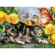 Pièces XXL - Kitten Play
