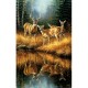 Rosemary Millette - Whitetail Reflections