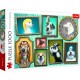 Doggies Gallery