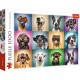 Funny Dog Portraits