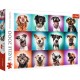 Funny Dog Portraits