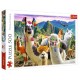 Lamas in the Mountains