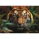 Wilder Tiger
